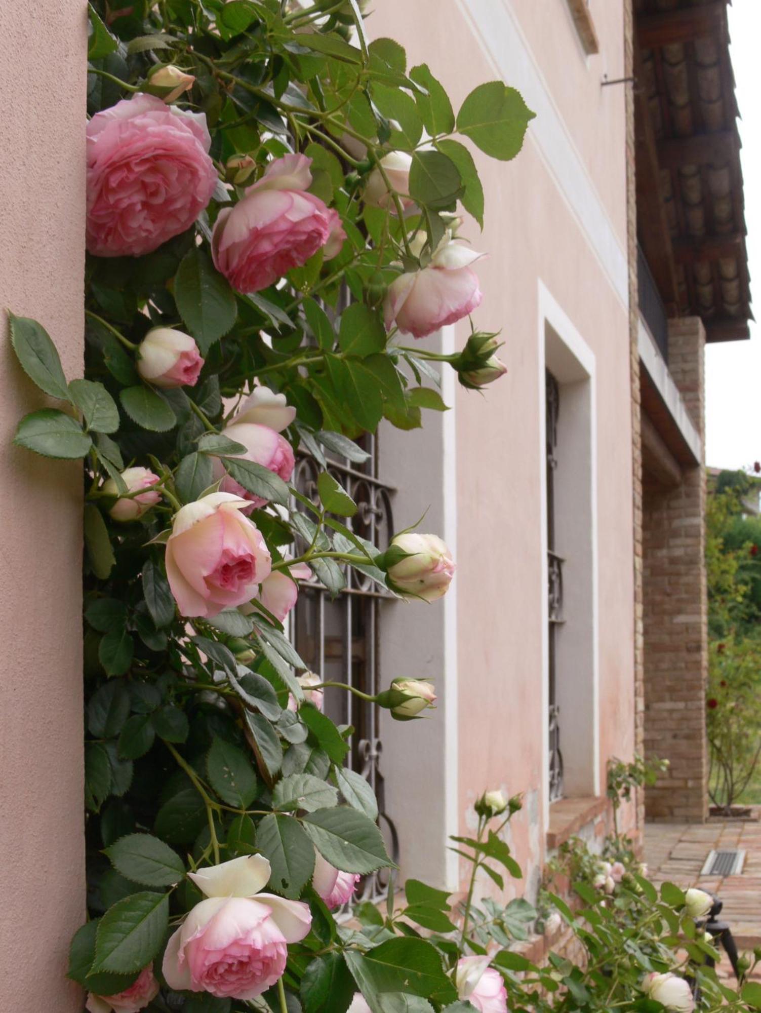 Casa Isabella Guest House Vaglio Serra Eksteriør bilde